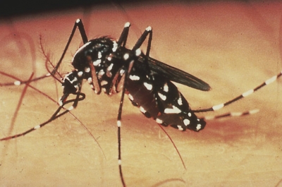 Centro de Operações de Emergência vai monitorar casos de dengue em São Paulo