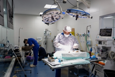 Prefeitura de S&atilde;o Caetano e USCS realizam a castra&ccedil;&atilde;o de 80 gatos