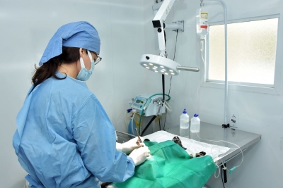 Santo Andr&eacute; digitaliza agendamento de castra&ccedil;&atilde;o gratuita de c&atilde;es e gatos