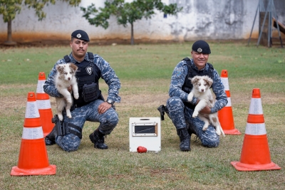 Aslan e Aegon: filhotes refor&ccedil;am o Canil da GCM de S&atilde;o Caetano