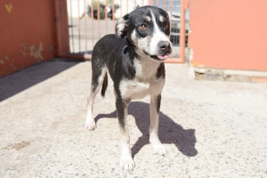 Neste ano, 128 animais foram adotados no Centro de Controle de Zoonoses de SBC