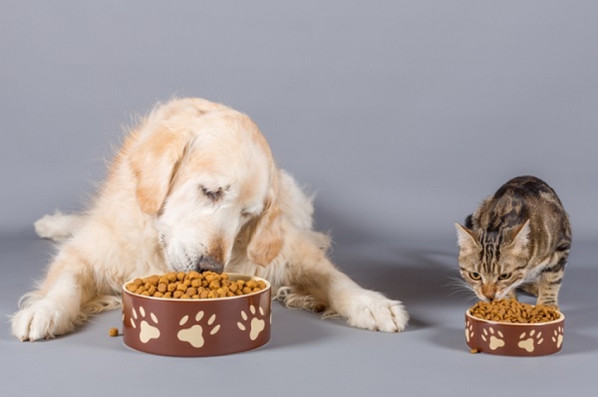 Mitos e verdades sobre alimentação de cães e gatos